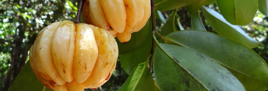 Les propriétés médicinales du Garcinia Cambogia