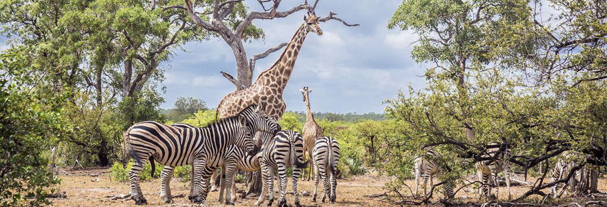 Parc national kruger